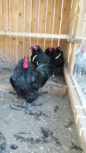 20151103_131314 - Familie Australorp negru pentru2016