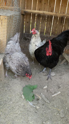 20151103_131657 - Familie Australorp albastru pentru 2016