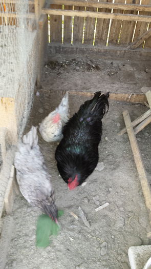 20151103_131638 - Familie Australorp albastru pentru 2016