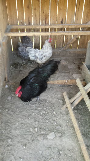 20151103_131556 - Familie Australorp albastru pentru 2016