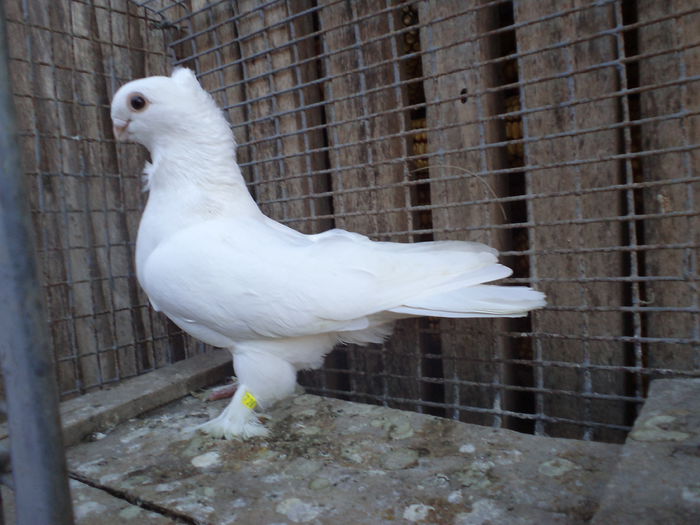 M vandut