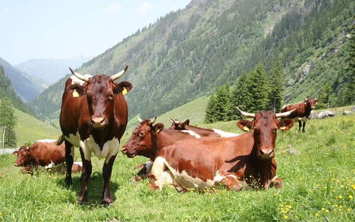 Pinzgauer la pasunea din Alpi - RASE DE VACI DEOSEBITE