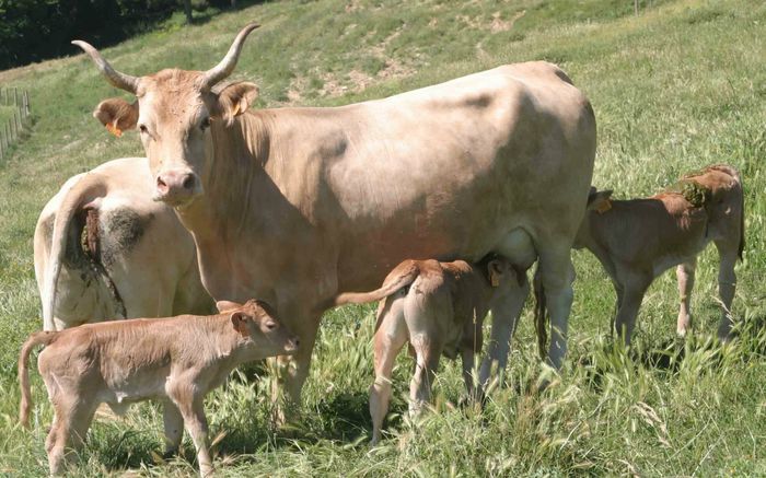 Rasa Pirenaica frumoasa - RASE DE VACI DEOSEBITE