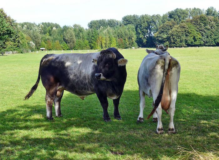 Taur si Vaca tiroleza Grauveh la pasune