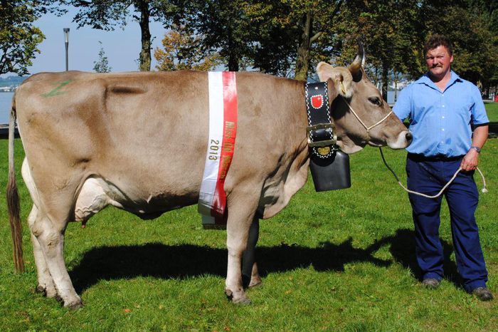 Vaca Braunvieh buna de lapte - RASE DE VACI DEOSEBITE