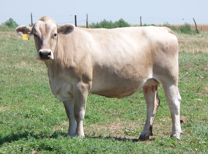Vaca Braunvieh frumoasa-43f - RASE DE VACI DEOSEBITE