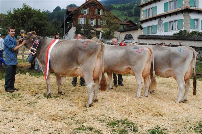 Vacile Braunvieh la concurs-9uy - RASE DE VACI DEOSEBITE