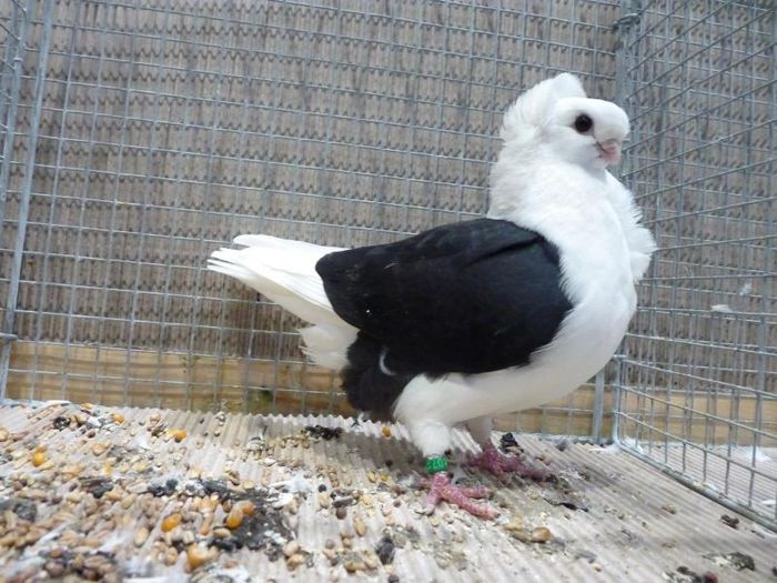 340830d1418326792-taubenfotos-k1600_p1190670