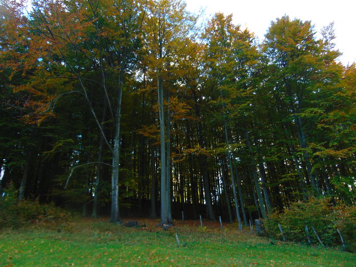DSC01135 - Photo 00