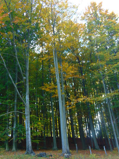 DSC01138 - Photo 00