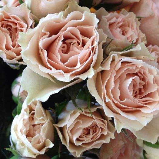 Ivory-Pink-Roses