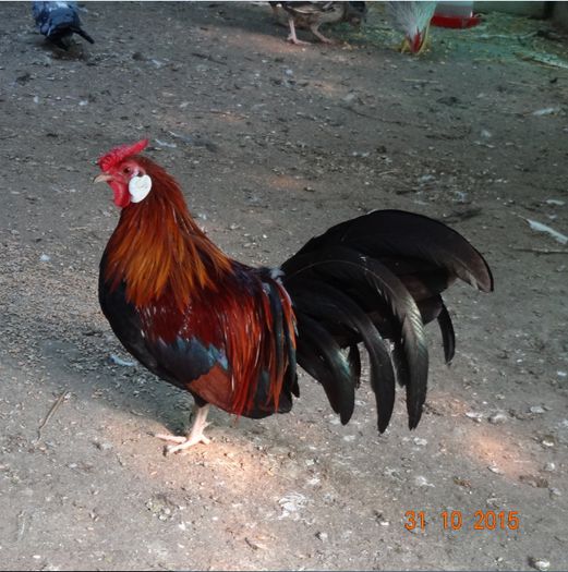 Screenshot - 11_1_2015 , 15_14_41