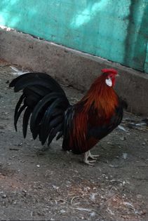 Screenshot - 11_1_2015 , 15_17_07