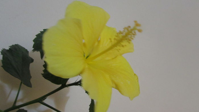  - Hibiscus 2015 -2