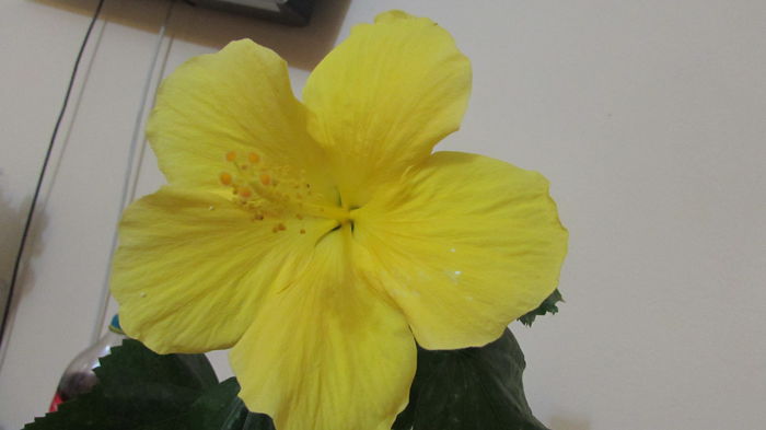 Senegal - Hibiscus 2015 -2