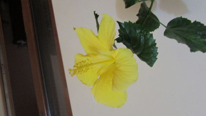 020 - Hibiscus 2015 -2