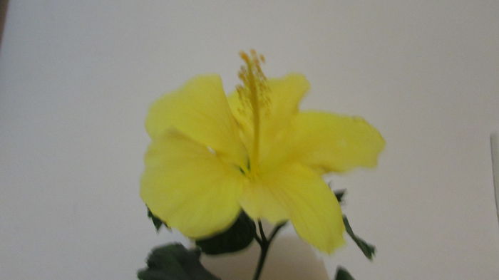 007 - Hibiscus 2015 -2