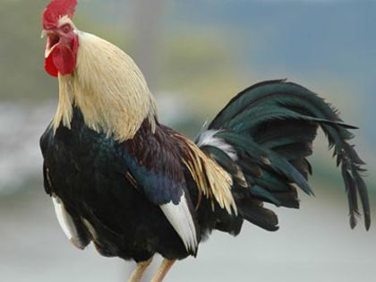 cocos