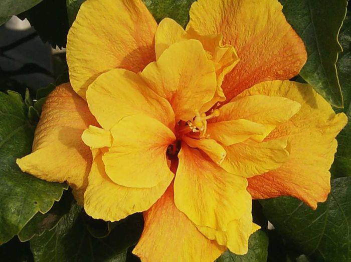 apricot-hibiscus-beauty-cropped-1024x768 - hibiscus