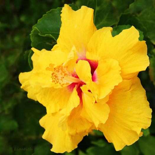 double-yellow-hibiscus - hibiscus