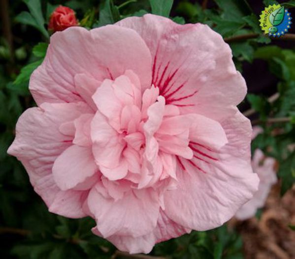 plantipp-hibiscus_pink_chiffon - hibiscus