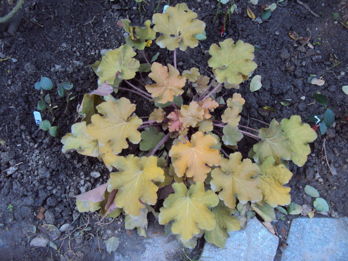 DSC08329 - 2016 Heuchera