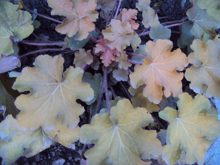 DSC08331 - 2016 Heuchera
