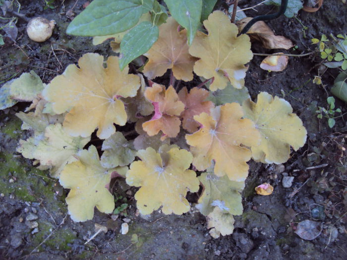 DSC08332 - 2016 Heuchera