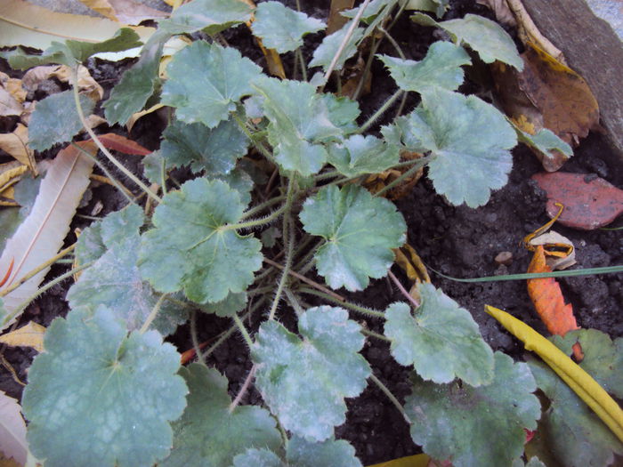 DSC08334 - 2016 Heuchera