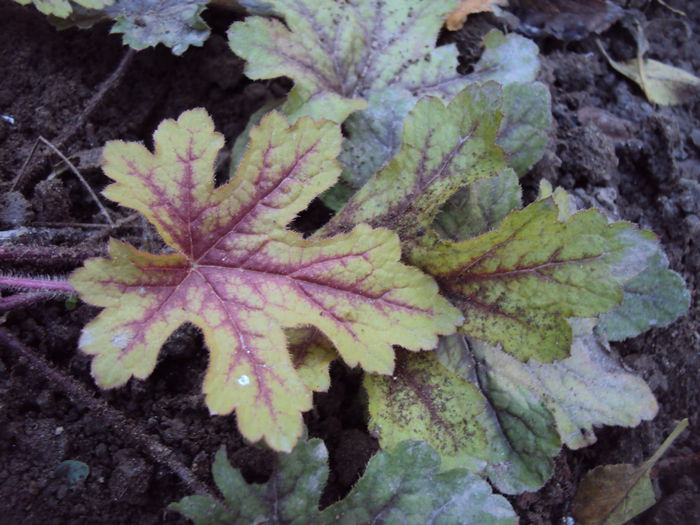 DSC08336 - 2016 Heuchera