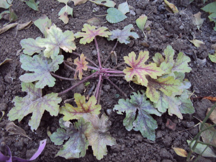 Alabama Sunrise - 2016 Heuchera