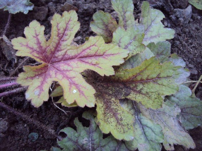 DSC08339 - 2016 Heuchera