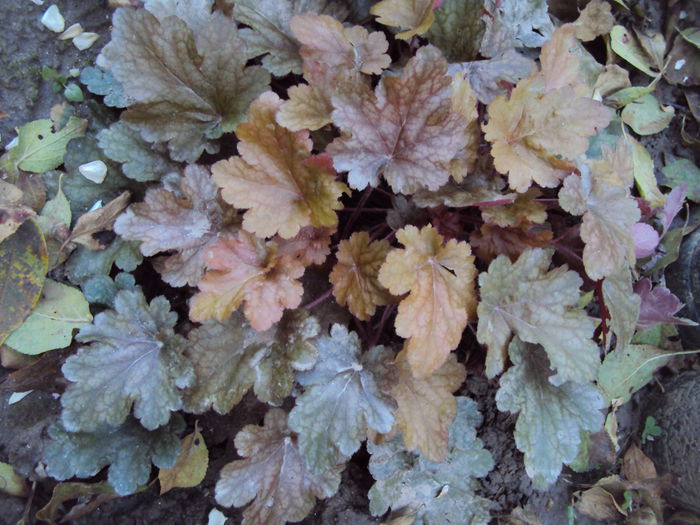 DSC08340 - 2016 Heuchera