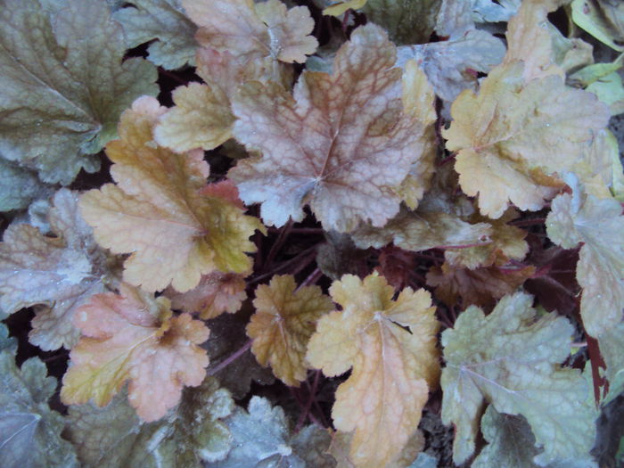 DSC08341 - 2016 Heuchera