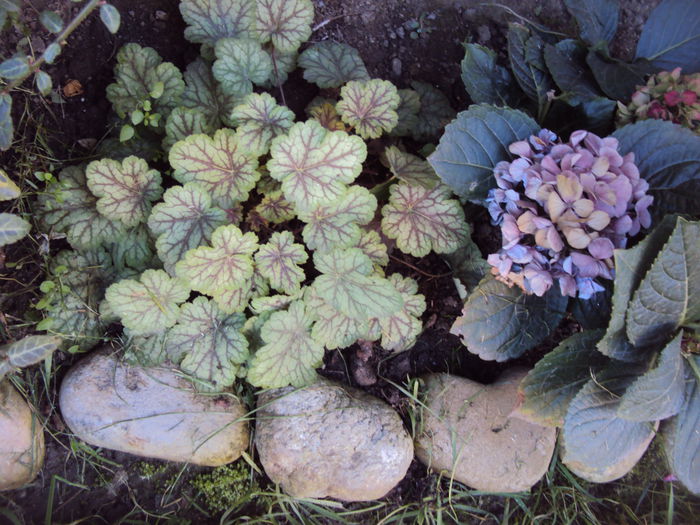 DSC08353 - 2016 Heuchera