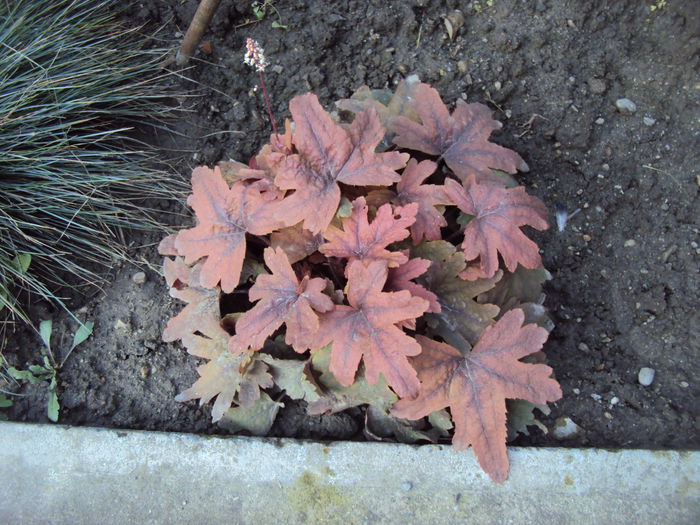 Brass Lantern - 2016 Heuchera