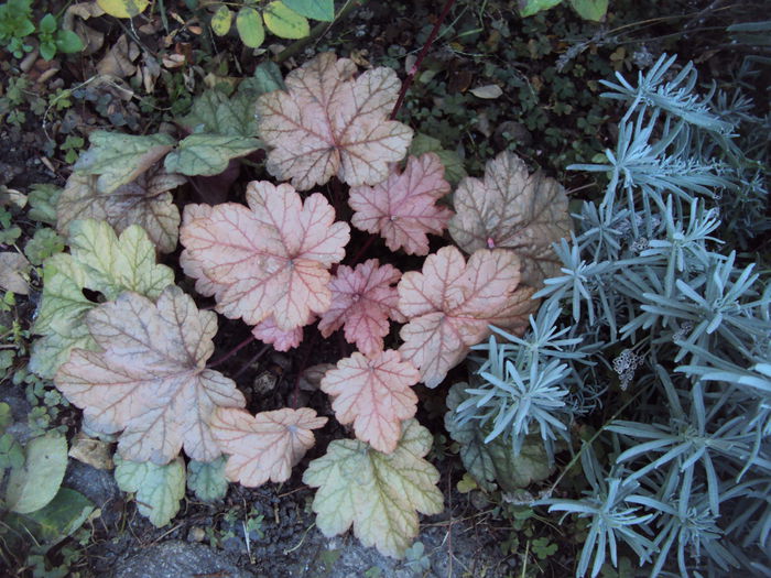DSC08360 - 2016 Heuchera