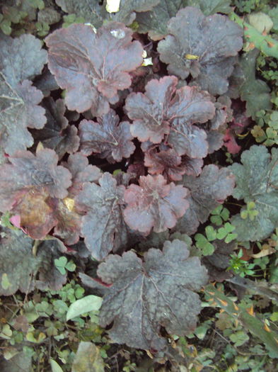 DSC08362 - 2016 Heuchera