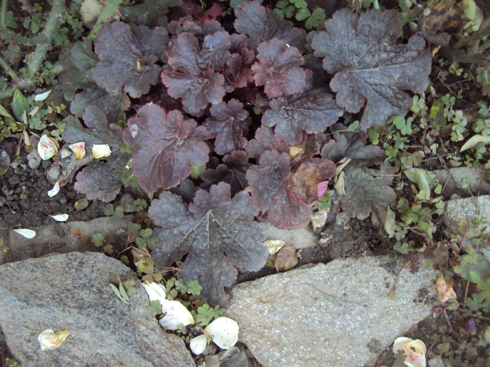 DSC08363 - 2016 Heuchera