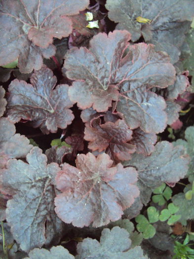 DSC08364 - 2016 Heuchera