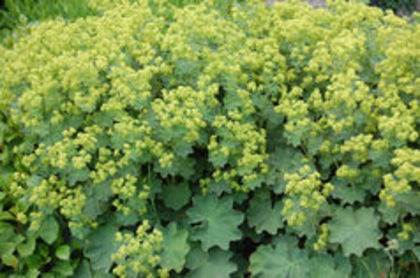 alchemilla mollis - ACHIZITII PERENE 2015_2018