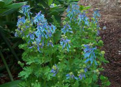 corydalis elata - ACHIZITII PERENE 2015_2018