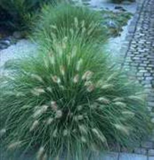 pennisetum little bunny