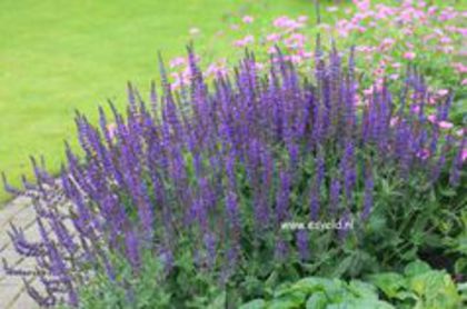 salvia caradona