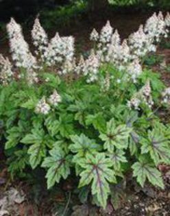 tiarella