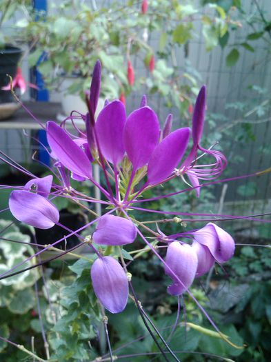IMG_160302 Cleome - 2015-septembrie-octombrie