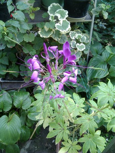 IMG_160310; Cleome
