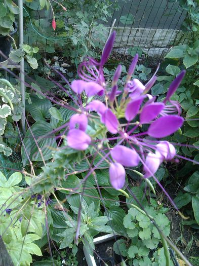 IMG_160316; Cleome
