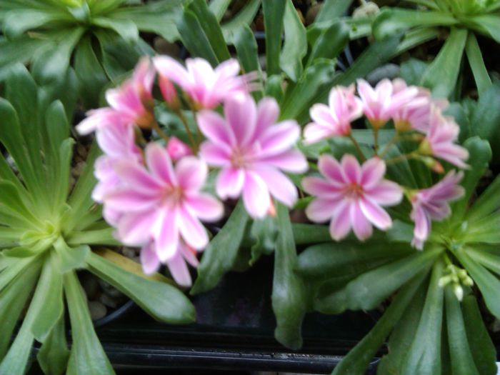 Lewisia_093619 - 2015-septembrie-octombrie