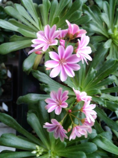 Lewisia_093707 - 2015-septembrie-octombrie